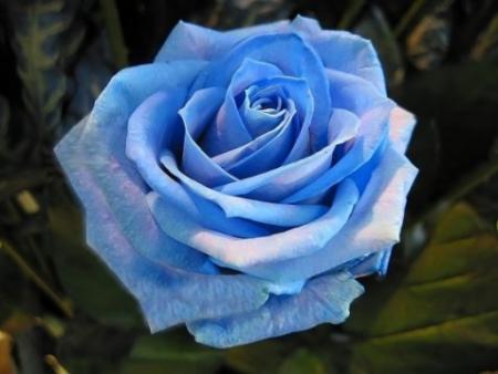 rose
